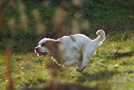 Clumber Spaniel