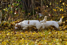 Clumber Spaniel Clumber Spaniel