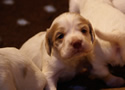 Clumber Spaniel Welpen - puppies