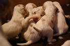 Clumber Spaniel Welpen - puppies