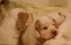 Clumber Spaniel Welpen - puppies