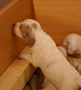 Dukeries' Clumber Spaniel Aven