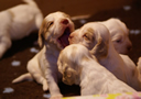 Clumber Spaniel Welpen - puppies