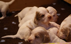 Clumber Spaniel Welpen - puppies