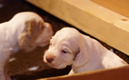 Clumber Spaniel Welpen - puppies