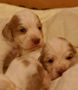 Clumber Spaniel Welpen - puppies