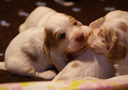 Clumber Spaniel Welpen - puppies