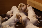 Clumber Spaniel Welpen - puppies