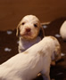 Clumber Spaniel Welpen - puppies