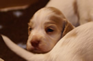 Clumber Spaniel Welpen - puppies