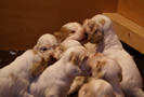 Clumber Spaniel Welpen - puppies