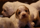 Clumber Spaniel Welpen - puppies