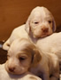 Clumber Spaniel Welpen - puppies