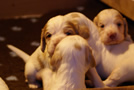 Clumber Spaniel Welpen - puppies