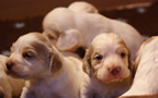 Clumber Spaniel Welpen - puppies