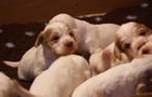 Clumber Spaniel Welpen - puppies