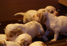 Clumber Spaniel Welpen - puppies