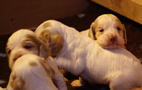 Clumber Spaniel Welpen - puppies