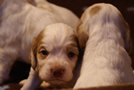 Clumber Spaniel Welpen - puppies