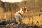 Clumber Spaniel