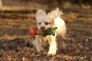 Clumber Spaniel beim Apportieren