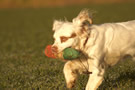 Clumber Spaniel beim Apportieren