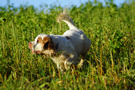 Clumber Spaniel unterwegs