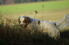 Clumber Spaniel