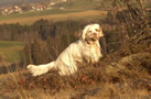 Dukeries' Clumber Spaniel Sparkle