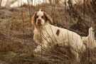 Clumber Spaniel