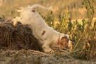 Dukeries' Clumber Spaniel Leya