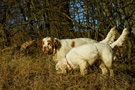 Clumber Spaniel