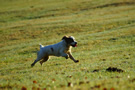 Clumber Spaniel unterwegs