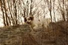 Clumber Spaniel