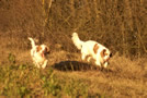 Clumber Spaniel