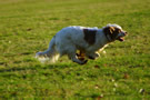 Clumber Spaniel