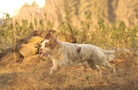 Clumber Spaniel