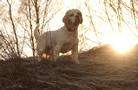 Clumber Spaniel