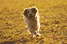 Dukeries' Clumber Spaniel Leya