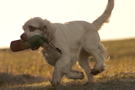 Dukeries' Clumber Spaniel Sparkle