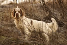 Dukeries' Clumber Spaniel Aven