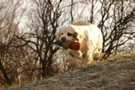 Clumber Spaniel mit Dummy