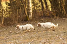 Clumber Spaniel