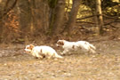 Clumber Spaniel