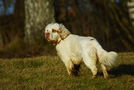 Clumber Spaniel