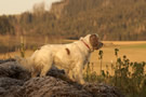 Dukeries' Clumber Spaniel Leya