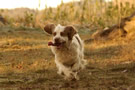 Clumber Spaniel