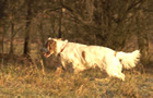 Clumber Spaniel