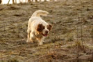 Clumber Spaniel