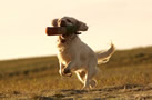 Clumber Spaniel